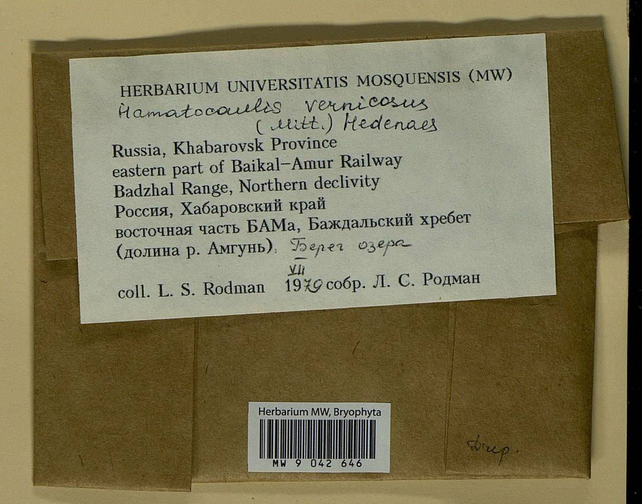 Hamatocaulis vernicosus (Mitt.) Hedenäs, Bryophytes, Bryophytes - Russian Far East (excl. Chukotka & Kamchatka) (B20) (Russia)