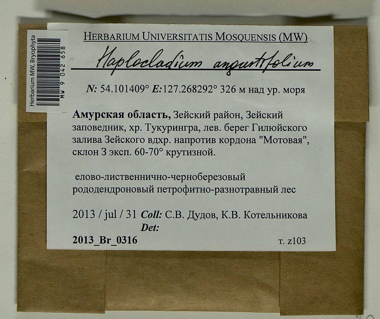 Haplocladium angustifolium (Hampe & Müll. Hal.) Broth., Bryophytes, Bryophytes - Russian Far East (excl. Chukotka & Kamchatka) (B20) (Russia)