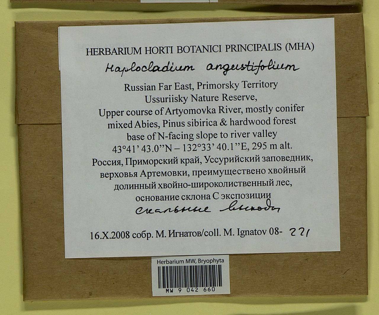 Haplocladium angustifolium (Hampe & Müll. Hal.) Broth., Bryophytes, Bryophytes - Russian Far East (excl. Chukotka & Kamchatka) (B20) (Russia)