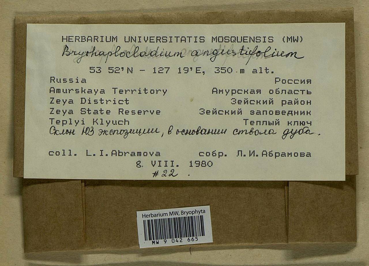 Haplocladium angustifolium (Hampe & Müll. Hal.) Broth., Bryophytes, Bryophytes - Russian Far East (excl. Chukotka & Kamchatka) (B20) (Russia)