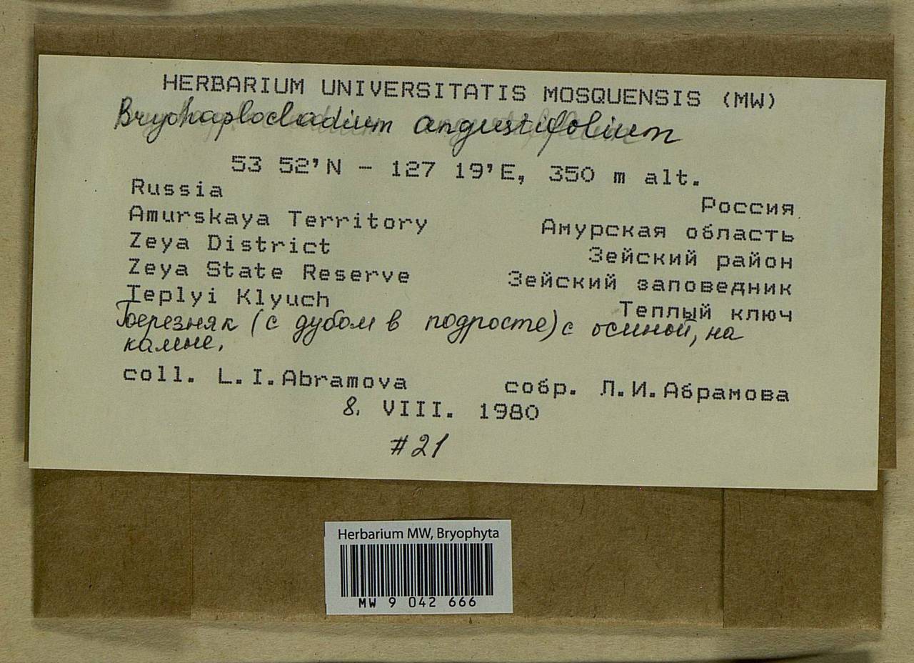 Haplocladium angustifolium (Hampe & Müll. Hal.) Broth., Bryophytes, Bryophytes - Russian Far East (excl. Chukotka & Kamchatka) (B20) (Russia)