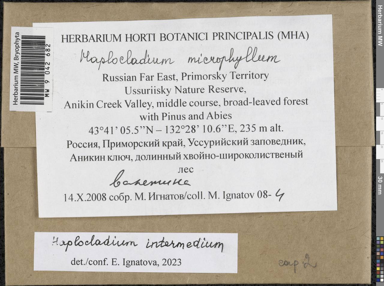 Haplocladium microphyllum (Sw. ex Hedw.) Broth., Bryophytes, Bryophytes - Russian Far East (excl. Chukotka & Kamchatka) (B20) (Russia)