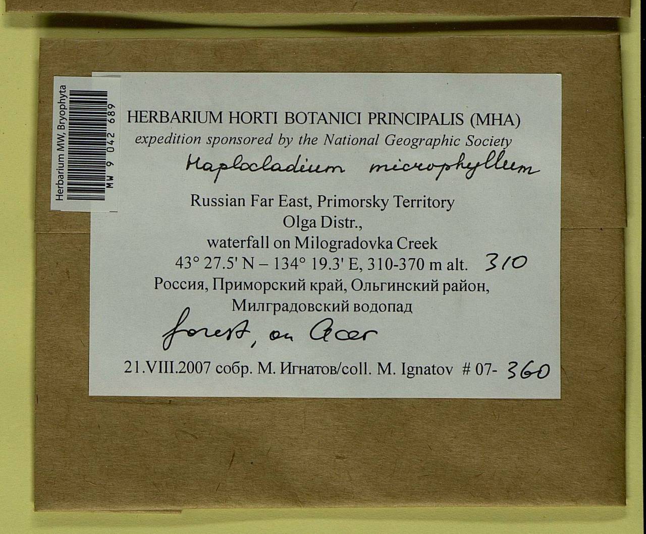 Haplocladium microphyllum (Sw. ex Hedw.) Broth., Bryophytes, Bryophytes - Russian Far East (excl. Chukotka & Kamchatka) (B20) (Russia)