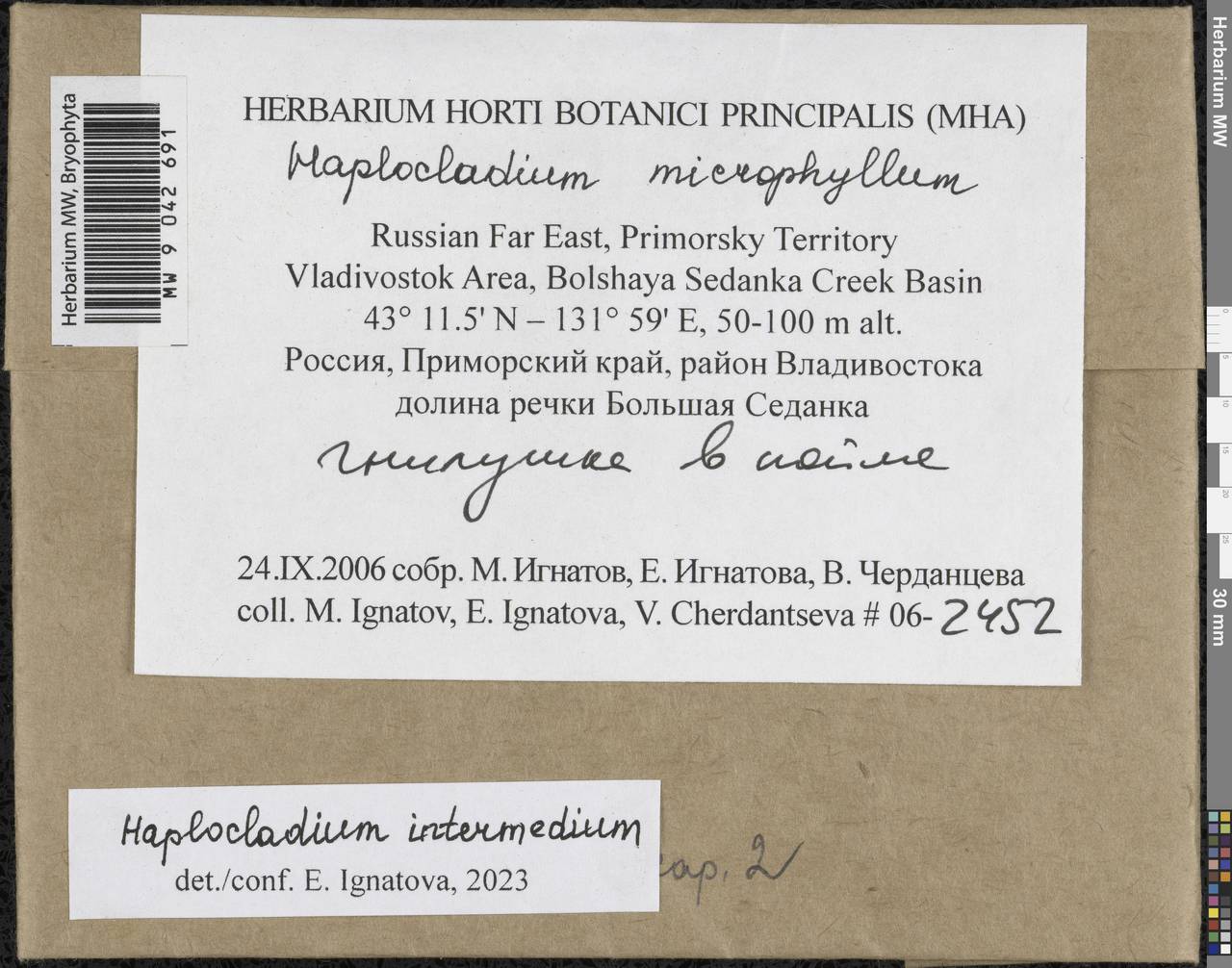 Haplocladium microphyllum (Sw. ex Hedw.) Broth., Bryophytes, Bryophytes - Russian Far East (excl. Chukotka & Kamchatka) (B20) (Russia)