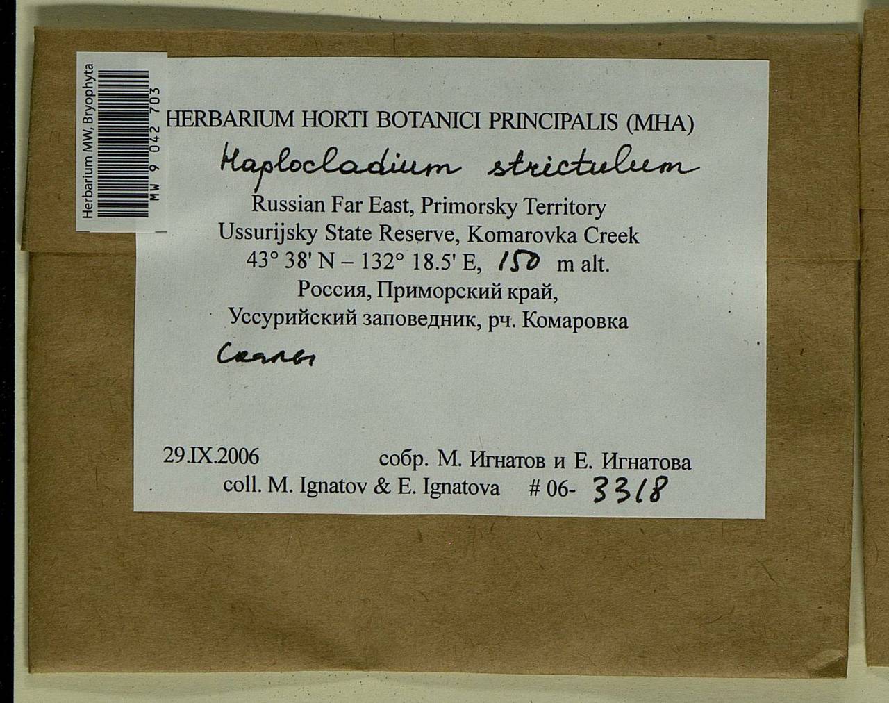 Haplocladium strictulum (Cardot) Reimers, Bryophytes, Bryophytes - Russian Far East (excl. Chukotka & Kamchatka) (B20) (Russia)