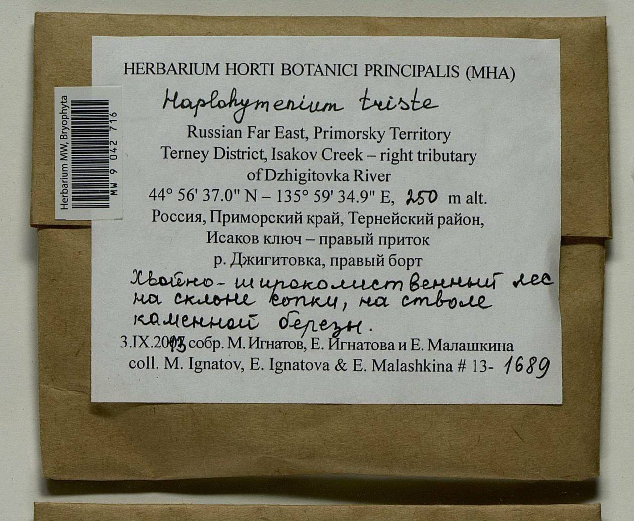 Haplohymenium triste (Ces.) Kindb., Bryophytes, Bryophytes - Russian Far East (excl. Chukotka & Kamchatka) (B20) (Russia)