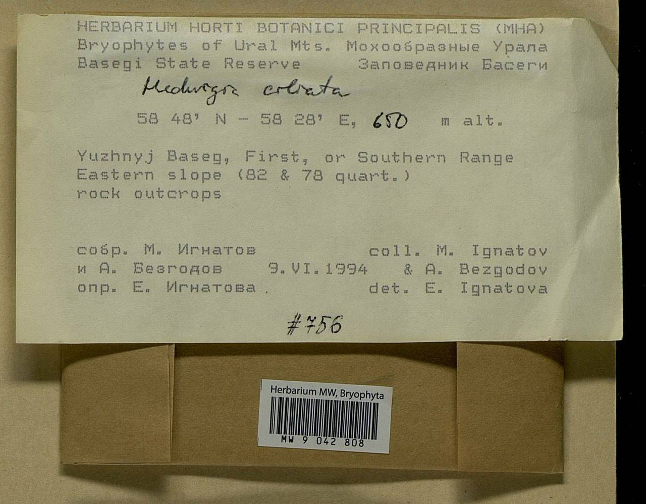 Hedwigia ciliata (Hedw.) Boucher, Bryophytes, Bryophytes - Permsky Krai, Udmurt Republic, Sverdlovsk & Kirov Oblasts (B8) (Russia)
