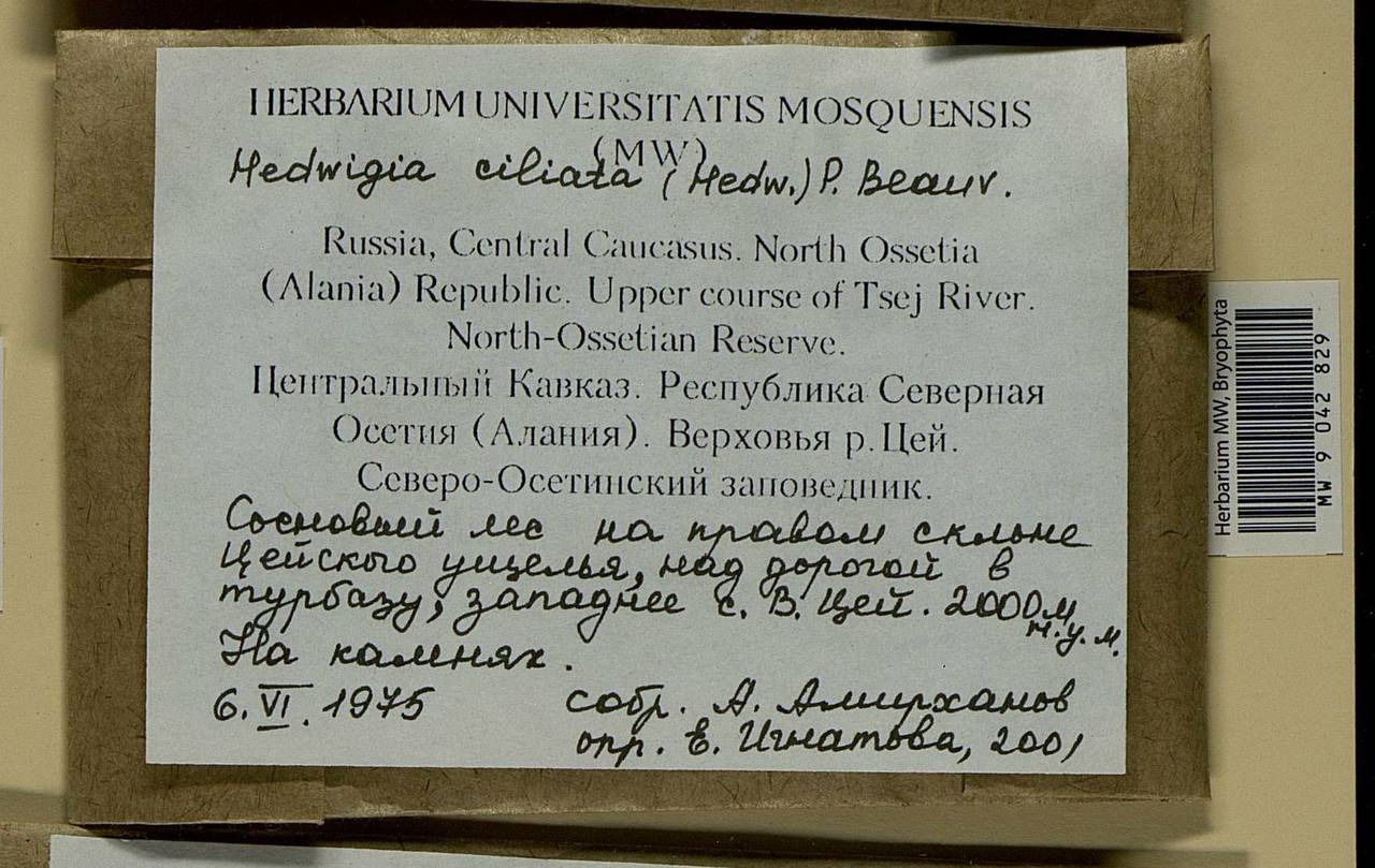 Hedwigia ciliata (Hedw.) Boucher, Bryophytes, Bryophytes - North Caucasus & Ciscaucasia (B12) (Russia)