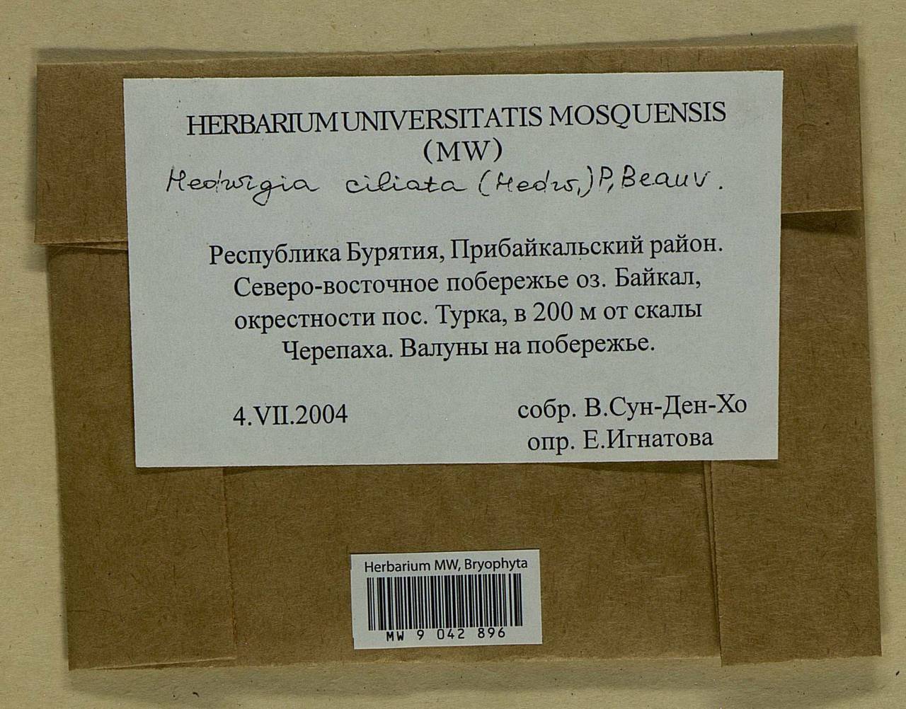 Hedwigia ciliata (Hedw.) Boucher, Bryophytes, Bryophytes - Baikal & Transbaikal regions (B18) (Russia)