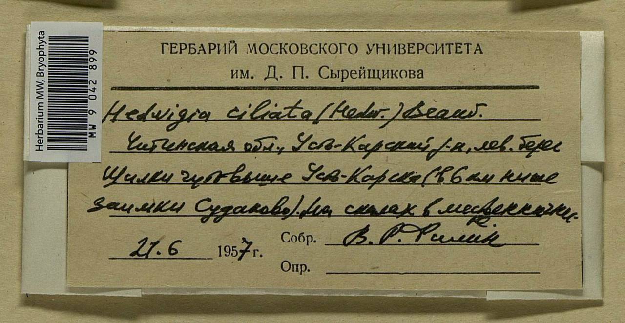 Hedwigia ciliata (Hedw.) Boucher, Bryophytes, Bryophytes - Baikal & Transbaikal regions (B18) (Russia)