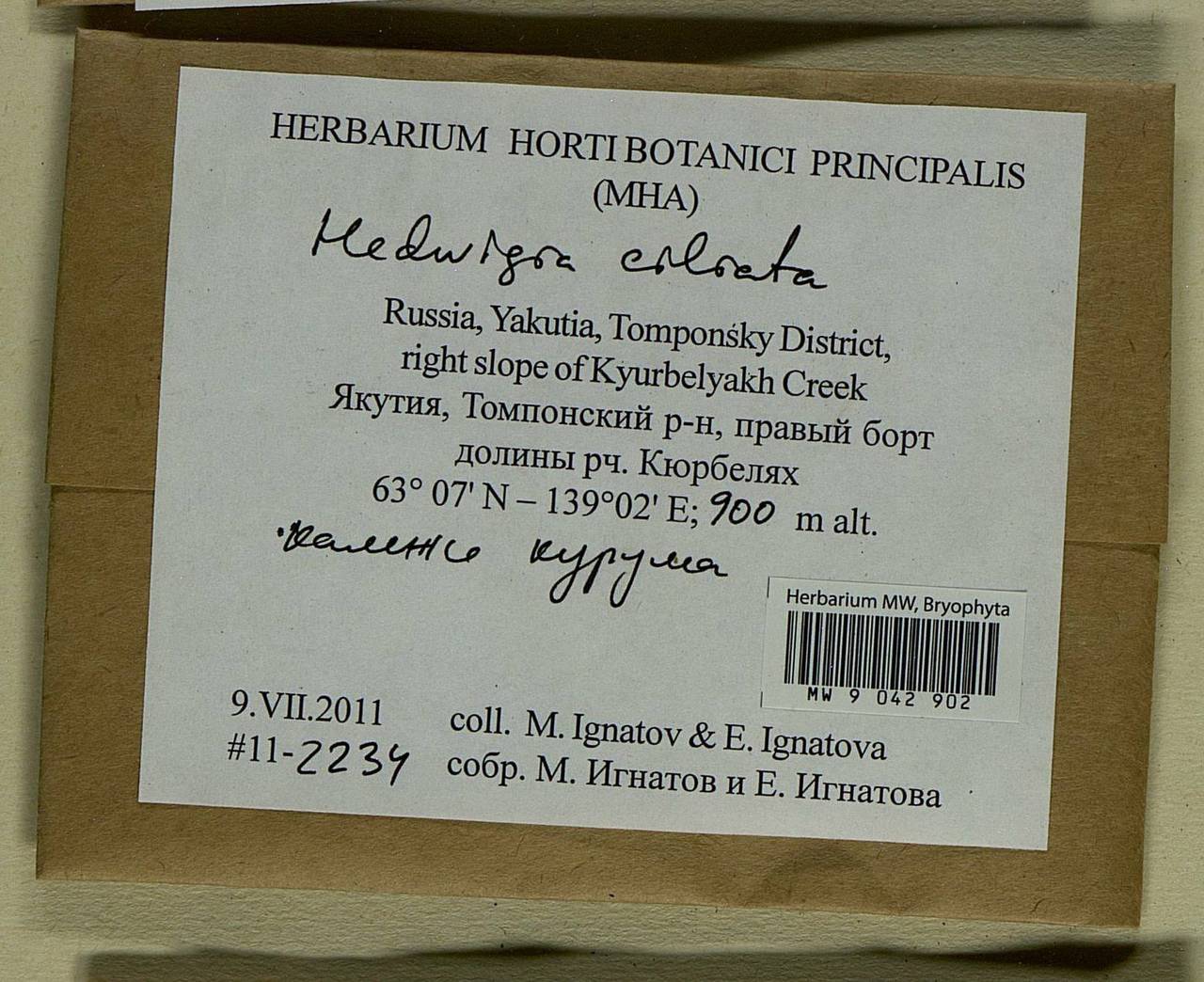 Hedwigia ciliata (Hedw.) Boucher, Bryophytes, Bryophytes - Yakutia (B19) (Russia)