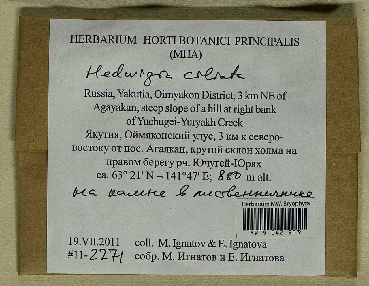 Hedwigia ciliata (Hedw.) Boucher, Bryophytes, Bryophytes - Yakutia (B19) (Russia)