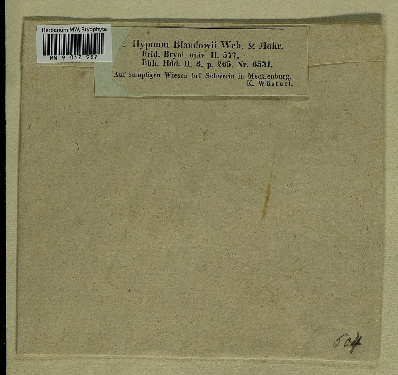 Helodium blandowii (F. Weber & D. Mohr) Warnst., Bryophytes, Bryophytes - Western Europe (BEu) (Germany)