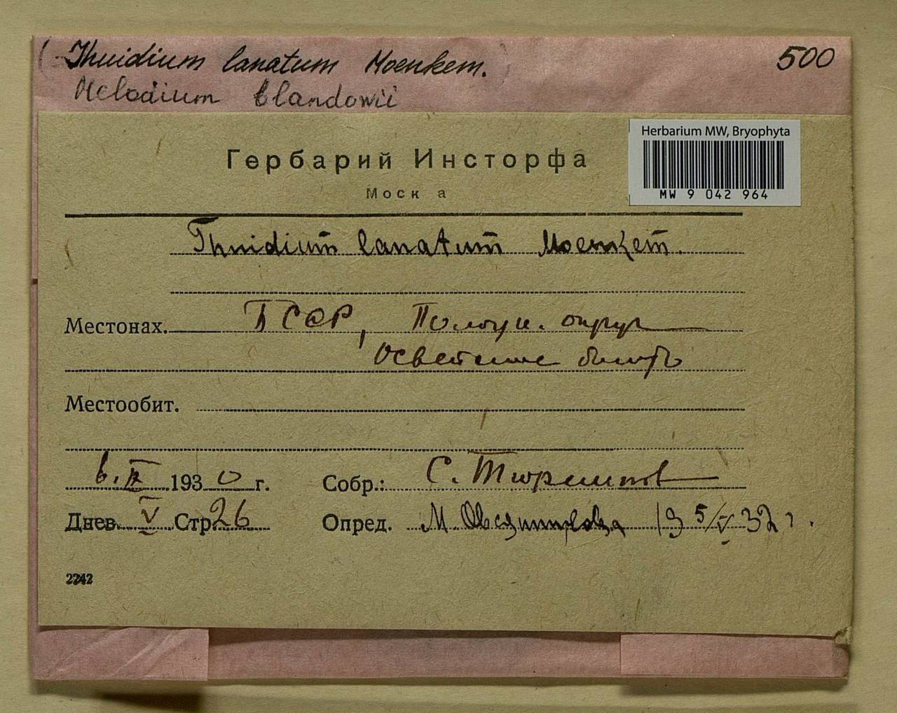 MW9042964, Helodium blandowii, specimen Helodium blandowii (F. Weber & D. Mohr) Warnst., Bryophytes, Bryophytes - Belarus (B2) (Belarus)