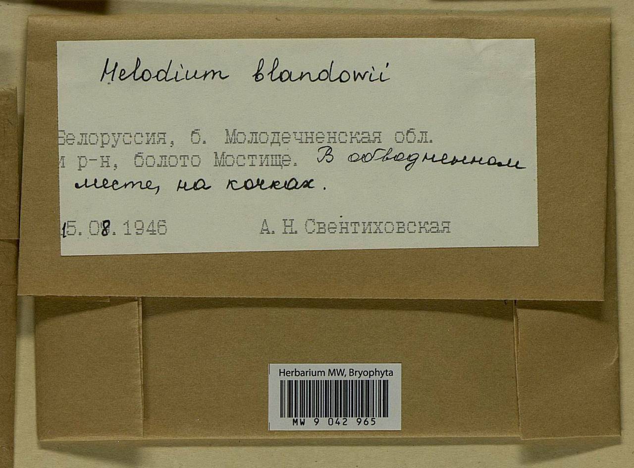 Helodium blandowii (F. Weber & D. Mohr) Warnst., Bryophytes, Bryophytes - Belarus (B2) (Belarus)