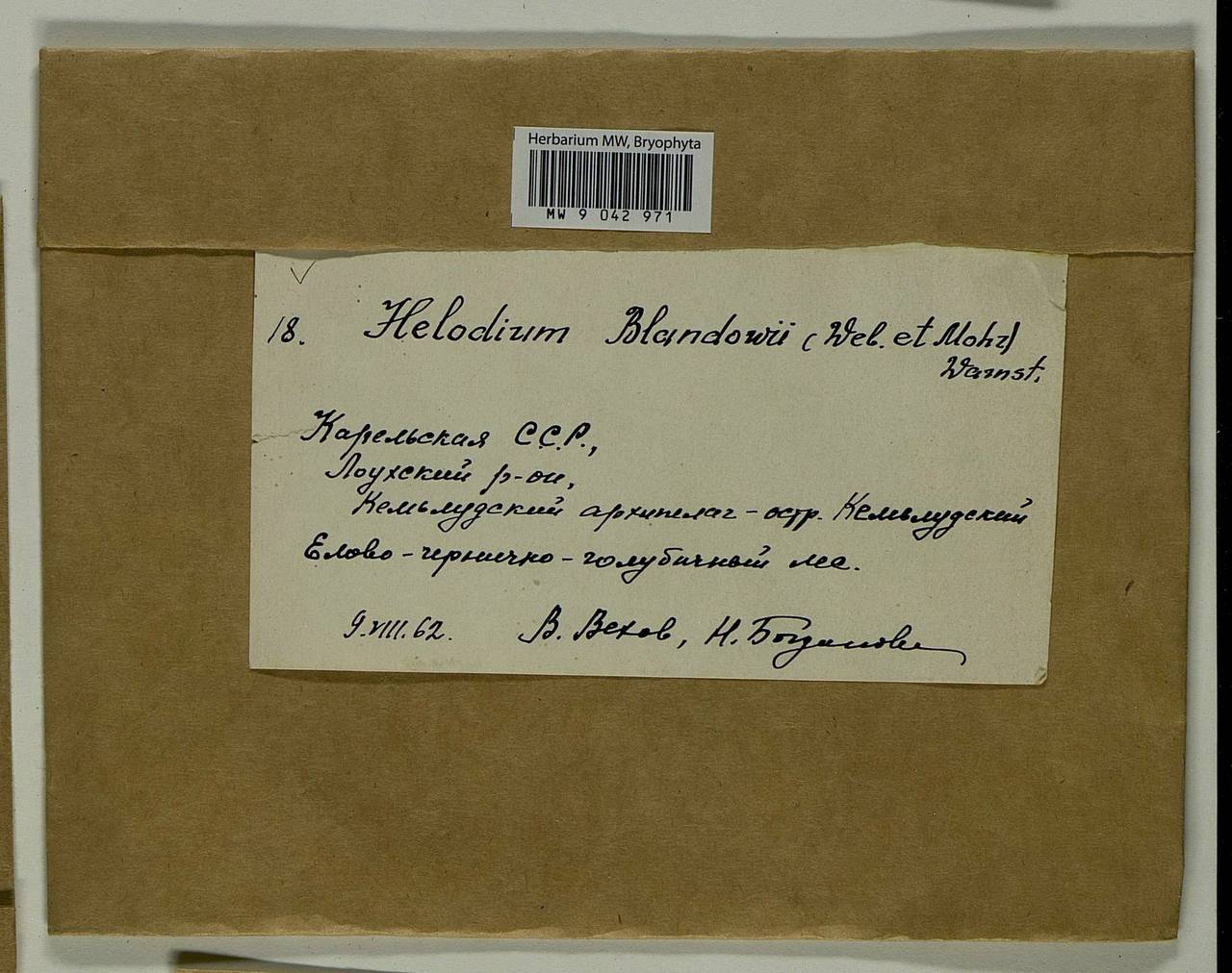 Helodium blandowii (F. Weber & D. Mohr) Warnst., Bryophytes, Bryophytes - Karelia, Leningrad & Murmansk Oblasts (B4) (Russia)