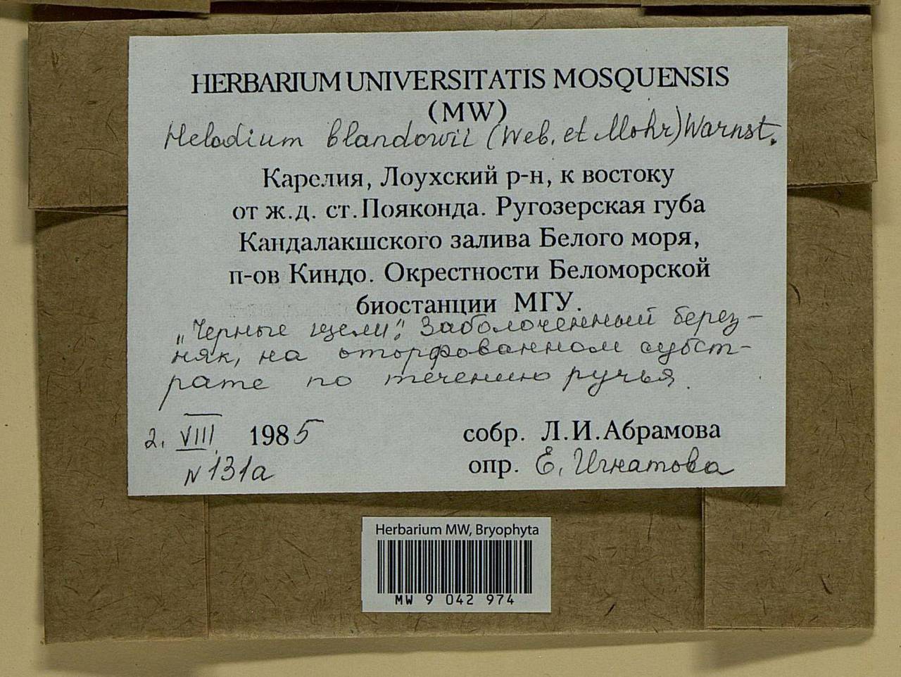 Helodium blandowii (F. Weber & D. Mohr) Warnst., Bryophytes, Bryophytes - Karelia, Leningrad & Murmansk Oblasts (B4) (Russia)