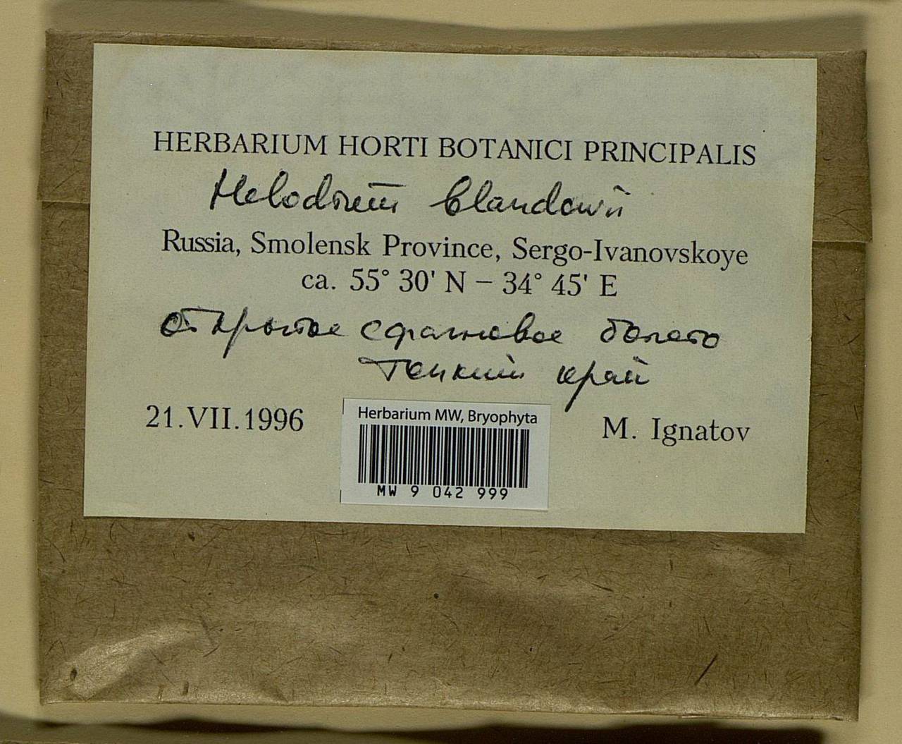 Helodium blandowii (F. Weber & D. Mohr) Warnst., Bryophytes, Bryophytes - Middle Russia (B6) (Russia)