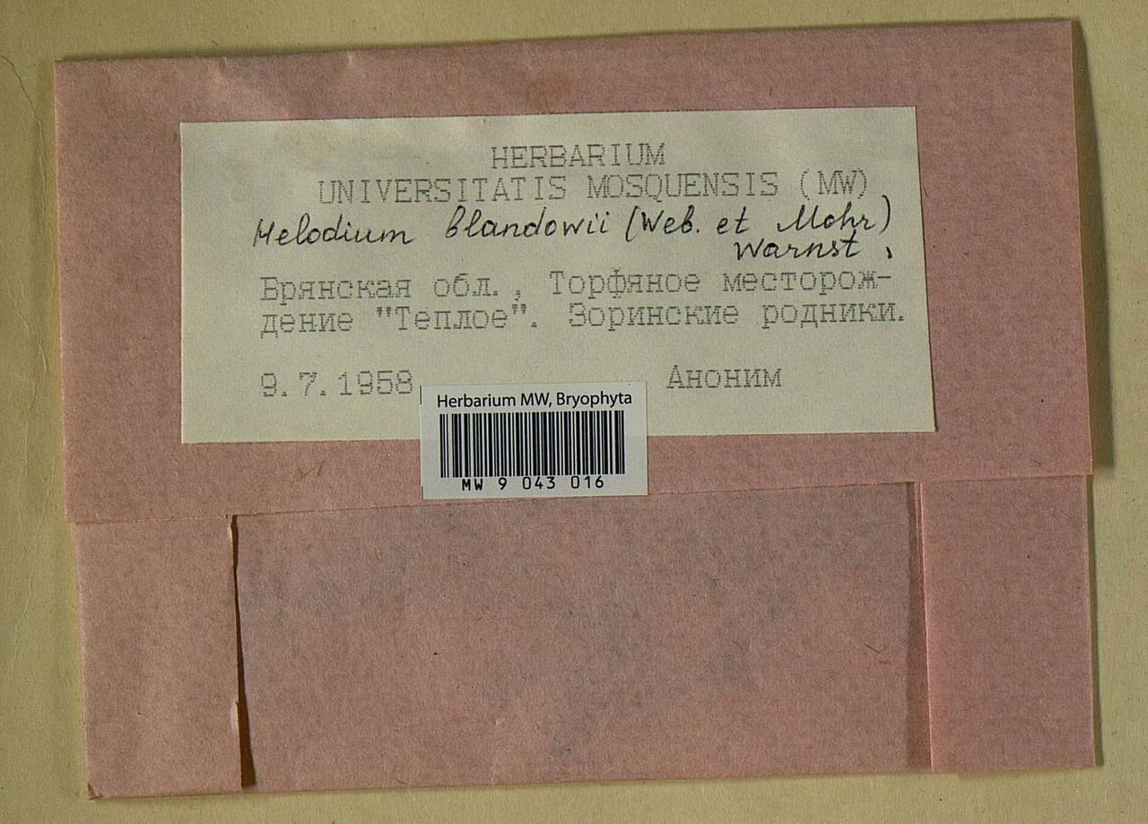 Helodium blandowii (F. Weber & D. Mohr) Warnst., Bryophytes, Bryophytes - Middle Russia (B6) (Russia)