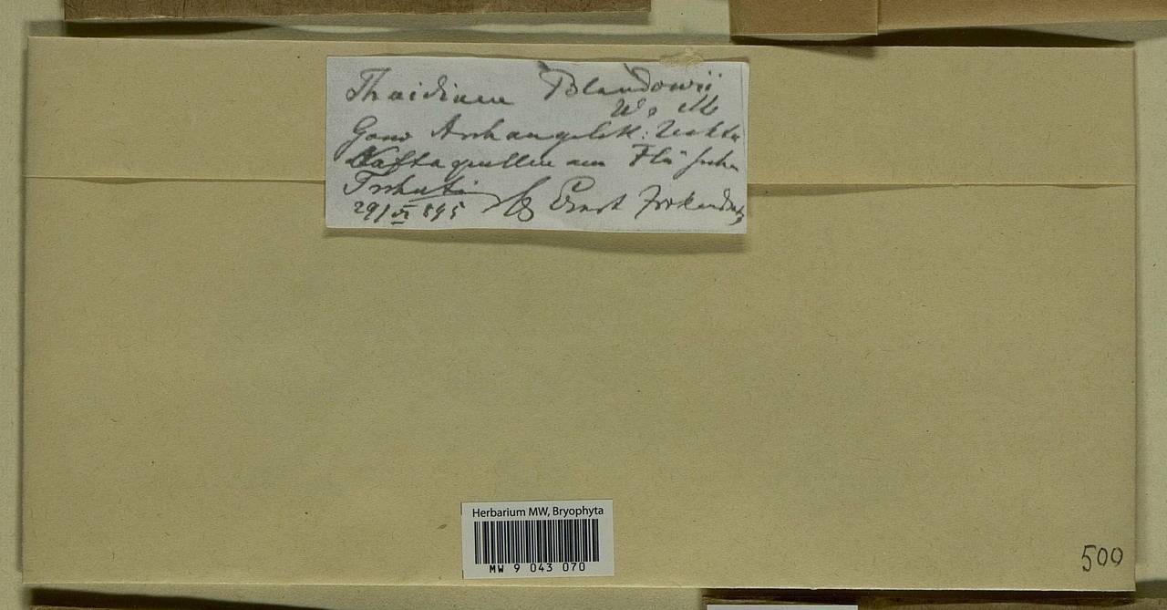 Helodium blandowii (F. Weber & D. Mohr) Warnst., Bryophytes, Bryophytes - European North East (B7) (Russia)