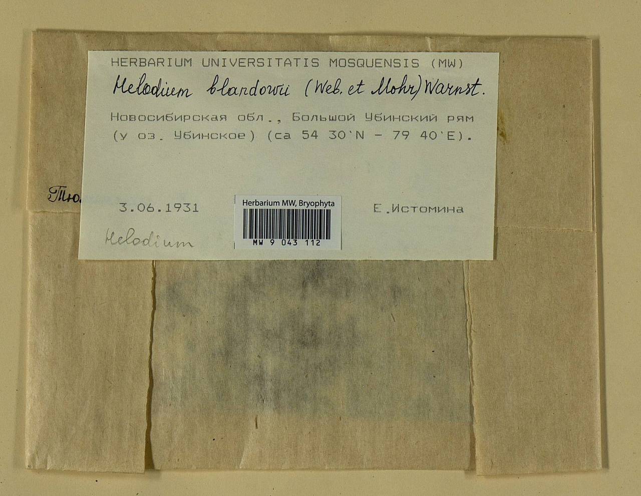 Helodium blandowii (F. Weber & D. Mohr) Warnst., Bryophytes, Bryophytes - Western Siberia (including Altai) (B15) (Russia)