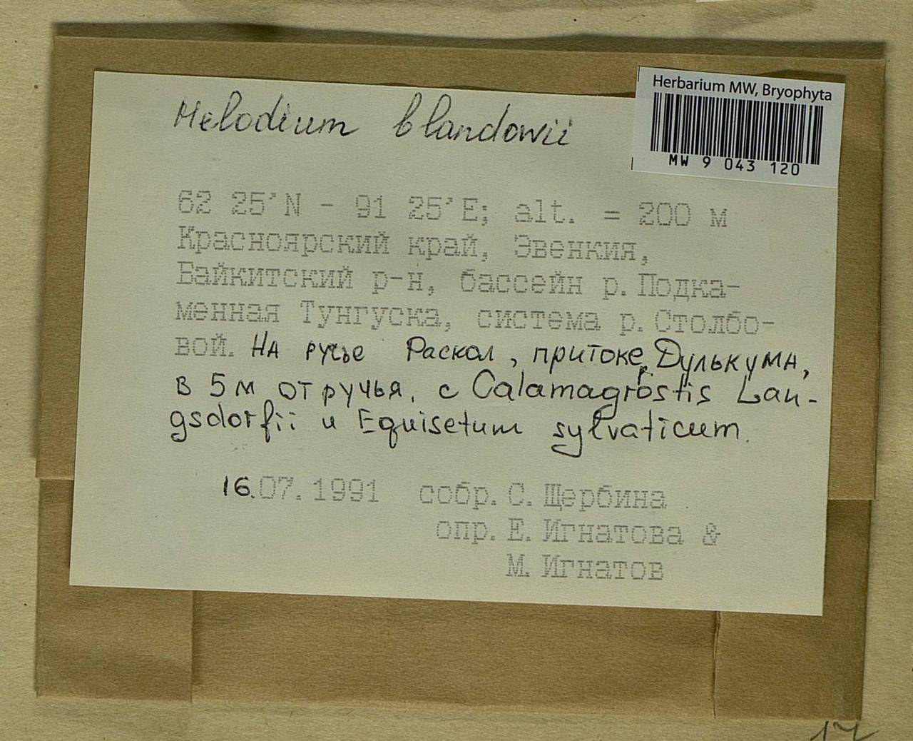 Helodium blandowii (F. Weber & D. Mohr) Warnst., Bryophytes, Bryophytes - Krasnoyarsk Krai, Tyva & Khakassia (B17) (Russia)
