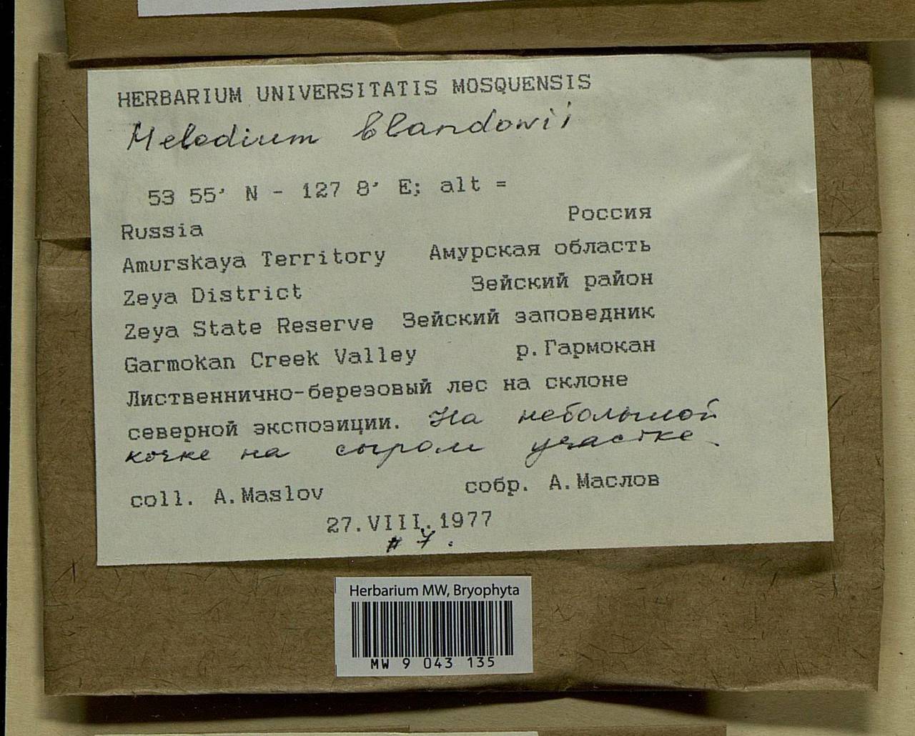 Helodium blandowii (F. Weber & D. Mohr) Warnst., Bryophytes, Bryophytes - Russian Far East (excl. Chukotka & Kamchatka) (B20) (Russia)