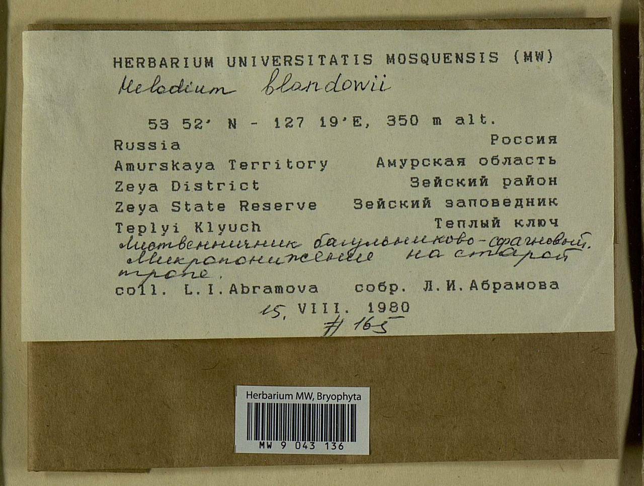 Helodium blandowii (F. Weber & D. Mohr) Warnst., Bryophytes, Bryophytes - Russian Far East (excl. Chukotka & Kamchatka) (B20) (Russia)