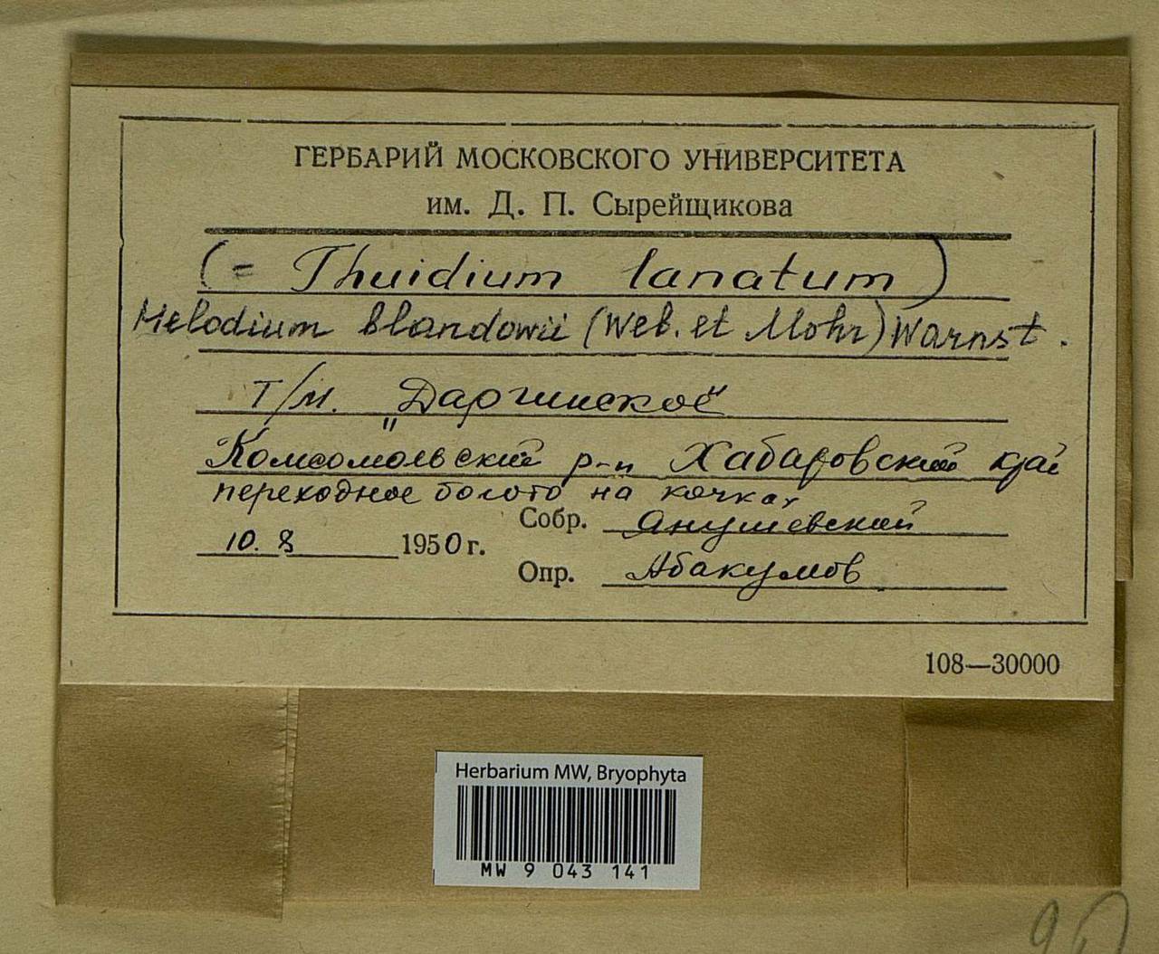 Helodium blandowii (F. Weber & D. Mohr) Warnst., Bryophytes, Bryophytes - Russian Far East (excl. Chukotka & Kamchatka) (B20) (Russia)