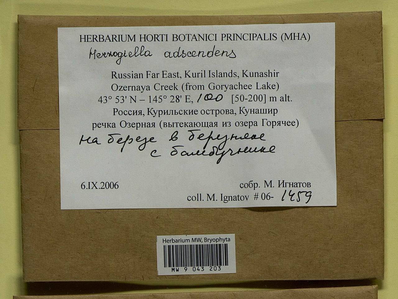 Aquilonium adscendens (Lindb.) Hedenäs, Schlesak & D. Quandt, Bryophytes, Bryophytes - Russian Far East (excl. Chukotka & Kamchatka) (B20) (Russia)