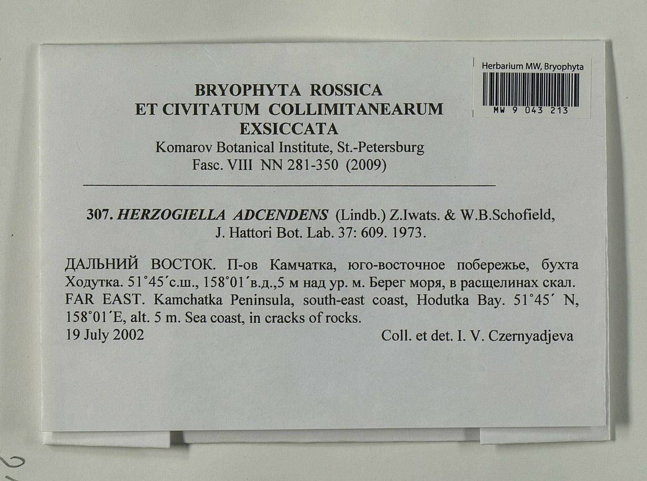 Aquilonium adscendens (Lindb.) Hedenäs, Schlesak & D. Quandt, Bryophytes, Bryophytes - Chukotka & Kamchatka (B21) (Russia)