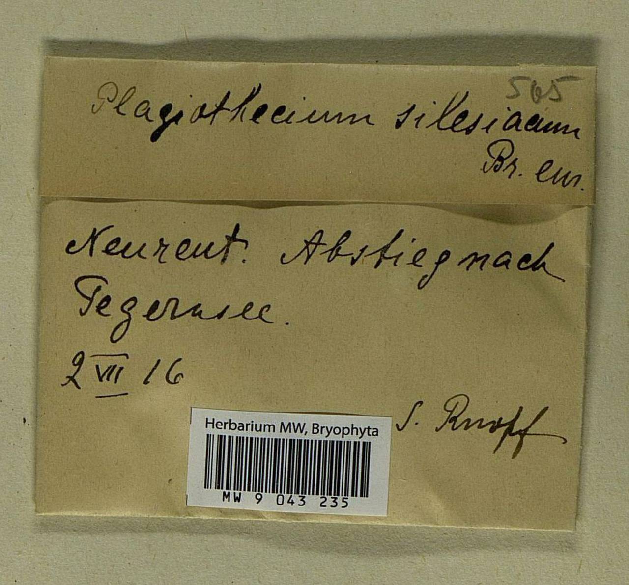 Herzogiella seligeri (Brid.) Z. Iwats., Bryophytes, Bryophytes - Western Europe (BEu) (Germany)