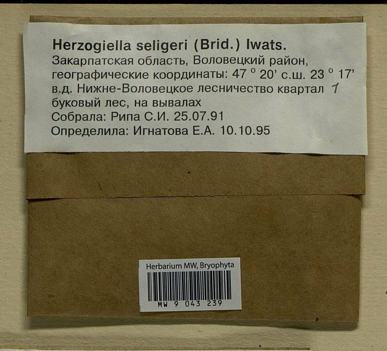 Herzogiella seligeri (Brid.) Z. Iwats., Bryophytes, Bryophytes - Ukraine & Moldova (B3) (Ukraine)