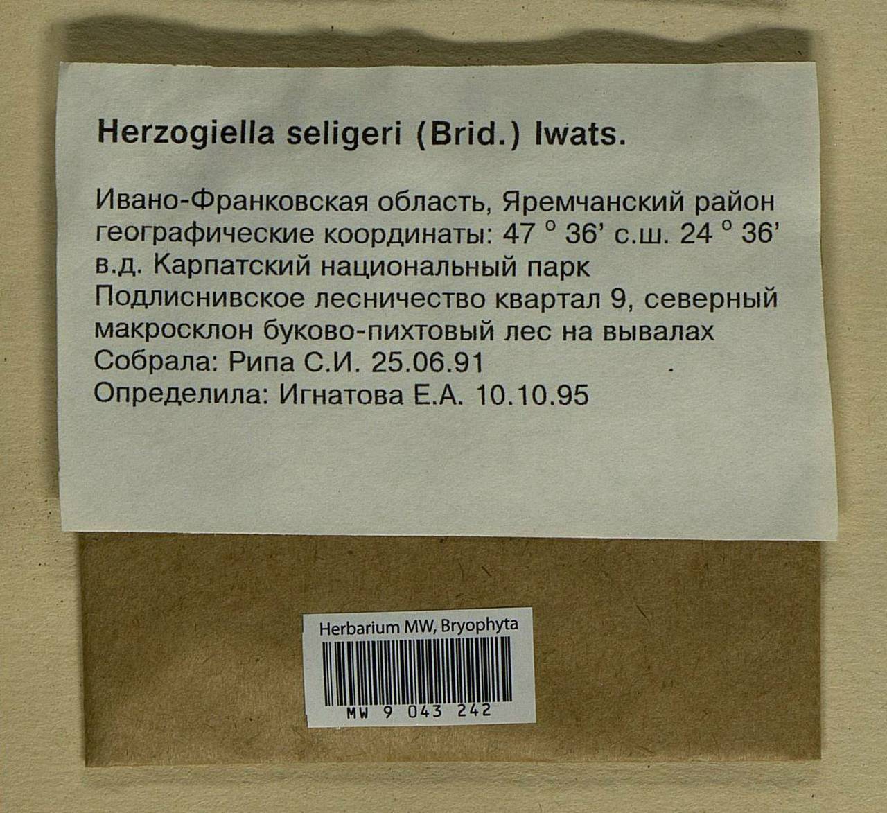 Herzogiella seligeri (Brid.) Z. Iwats., Bryophytes, Bryophytes - Ukraine & Moldova (B3) (Ukraine)