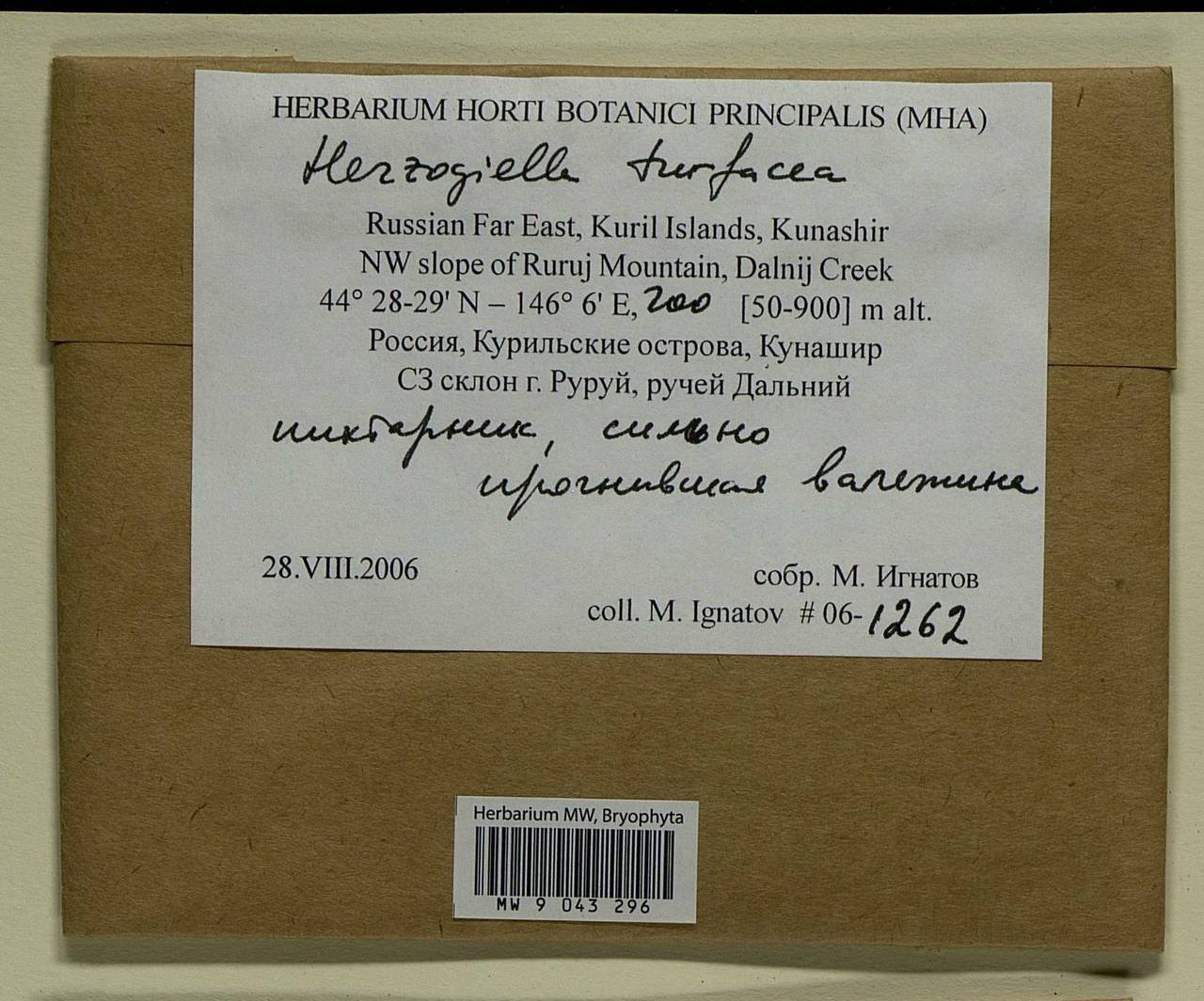 Herzogiella turfacea (Lindb.) Z. Iwats., Bryophytes, Bryophytes - Russian Far East (excl. Chukotka & Kamchatka) (B20) (Russia)