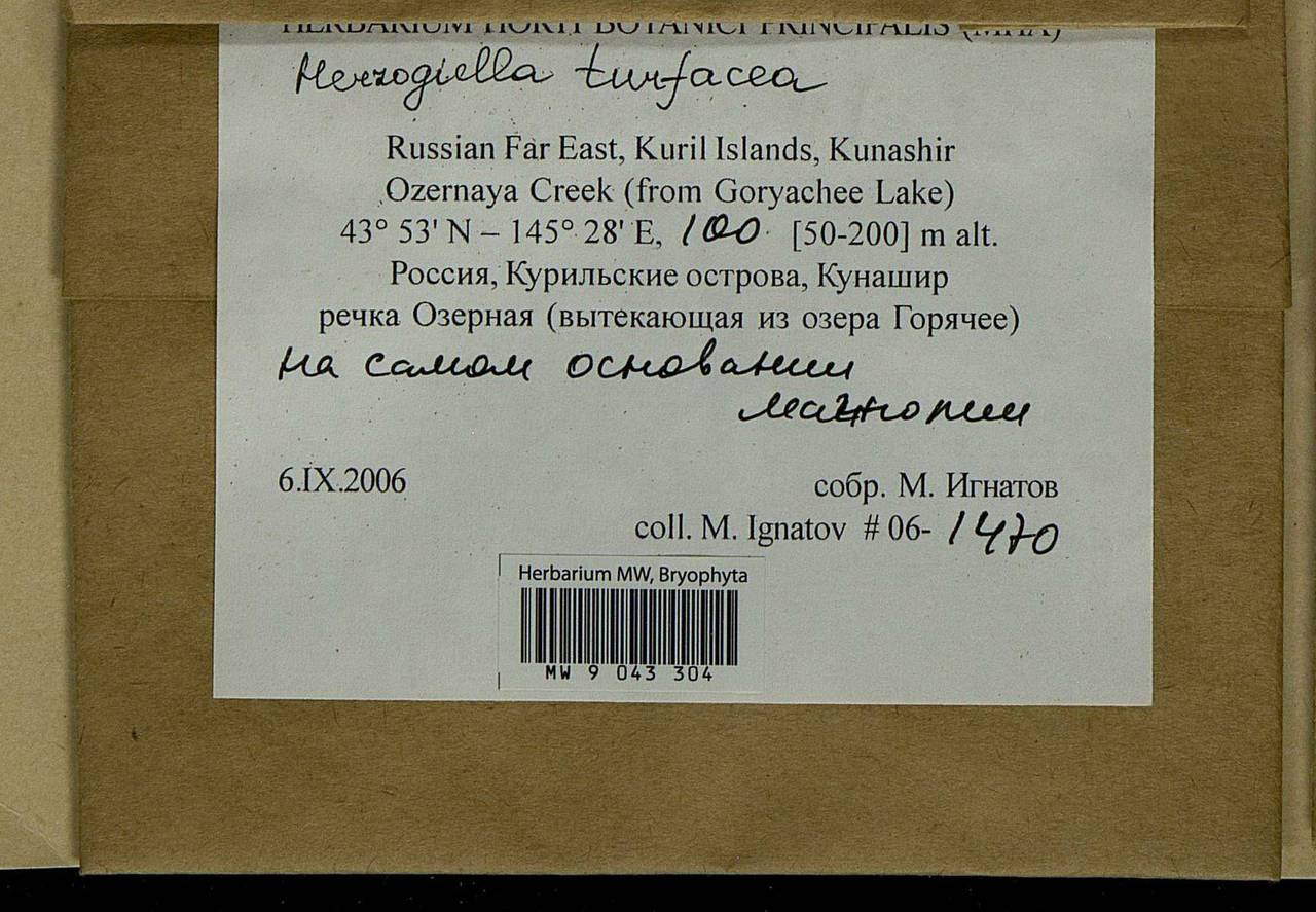 Herzogiella turfacea (Lindb.) Z. Iwats., Bryophytes, Bryophytes - Russian Far East (excl. Chukotka & Kamchatka) (B20) (Russia)