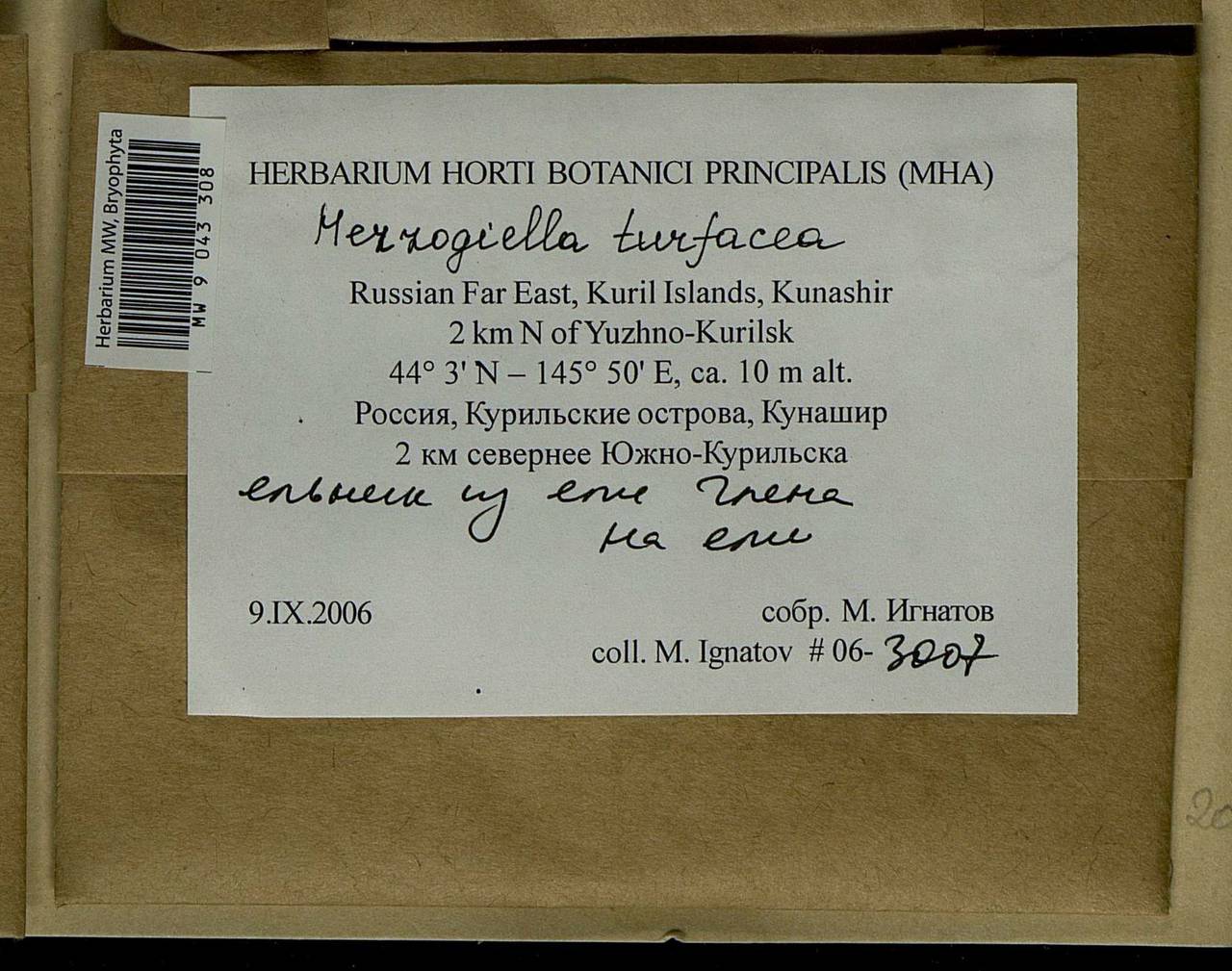 Herzogiella turfacea (Lindb.) Z. Iwats., Bryophytes, Bryophytes - Russian Far East (excl. Chukotka & Kamchatka) (B20) (Russia)