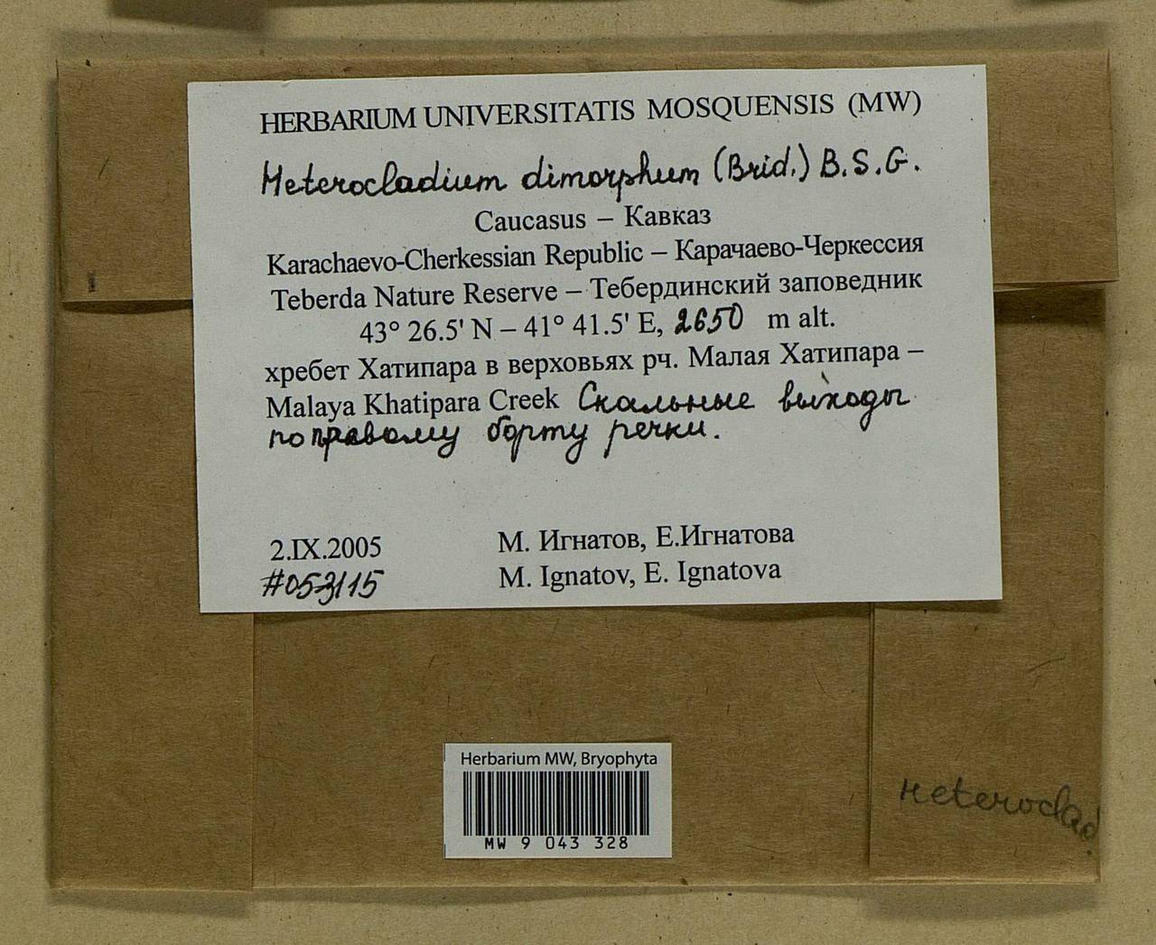 Heterocladiella dimorpha (Brid.) Ignatov & Fedosov, Bryophytes, Bryophytes - North Caucasus & Ciscaucasia (B12) (Russia)