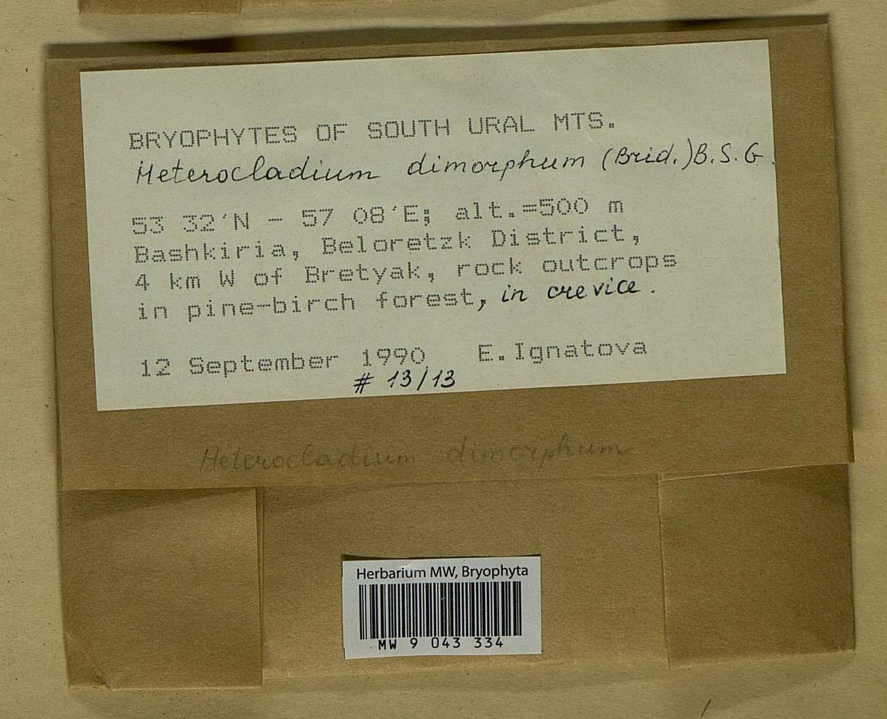 Heterocladiella dimorpha (Brid.) Ignatov & Fedosov, Bryophytes, Bryophytes - South Urals (B14) (Russia)