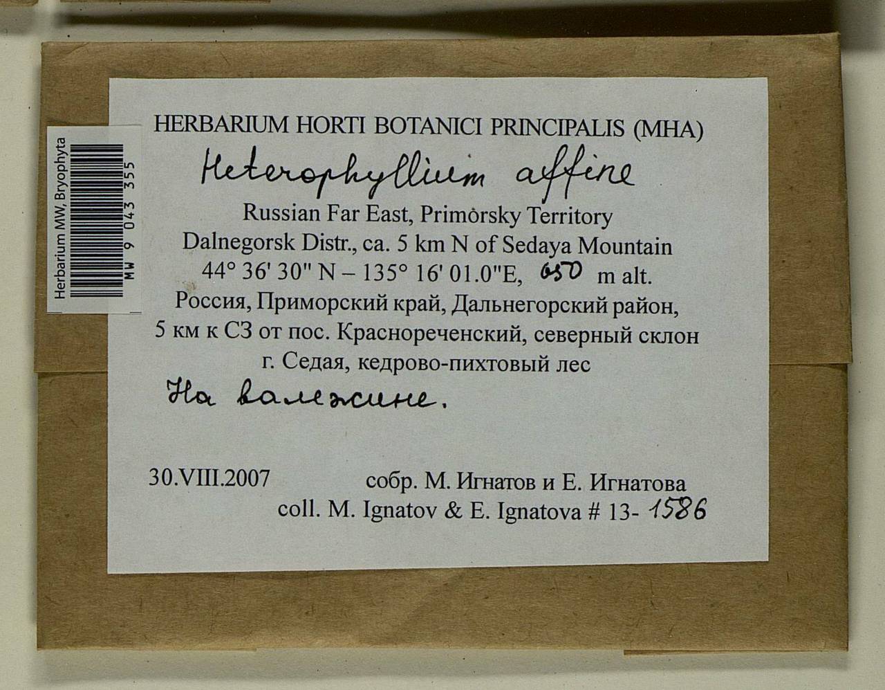 Heterophyllium nemorosum (W.D.J. Koch ex Brid.) Kindb., Bryophytes, Bryophytes - Russian Far East (excl. Chukotka & Kamchatka) (B20) (Russia)