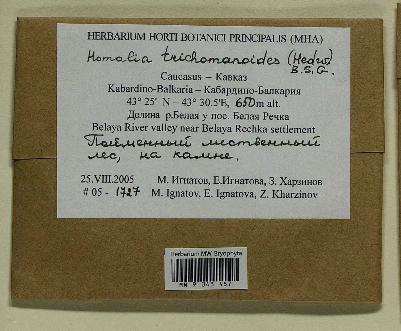 Homalia trichomanoides (Hedw.) Brid., Bryophytes, Bryophytes - North Caucasus & Ciscaucasia (B12) (Russia)