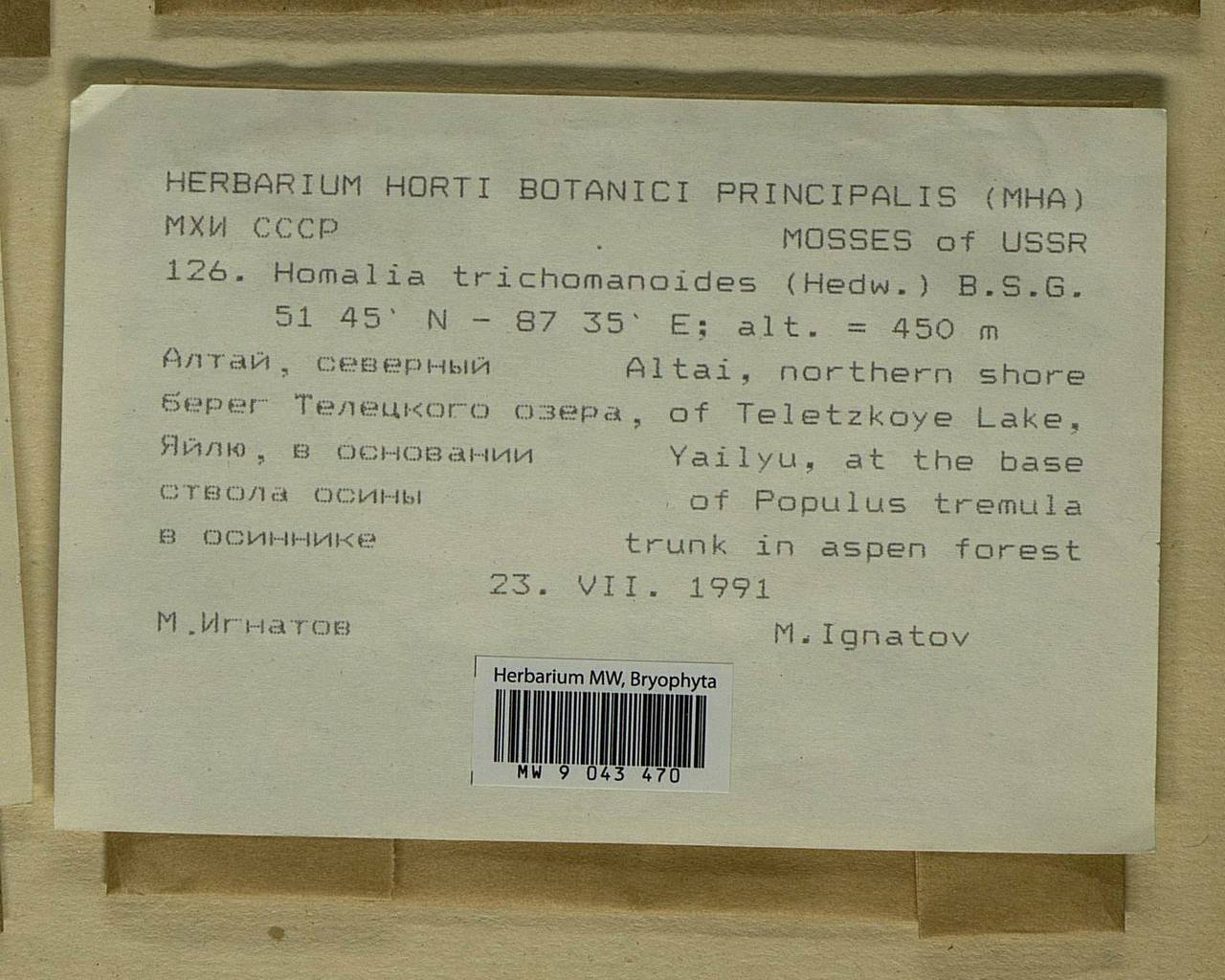 Homalia trichomanoides (Hedw.) Brid., Bryophytes, Bryophytes - Western Siberia (including Altai) (B15) (Russia)