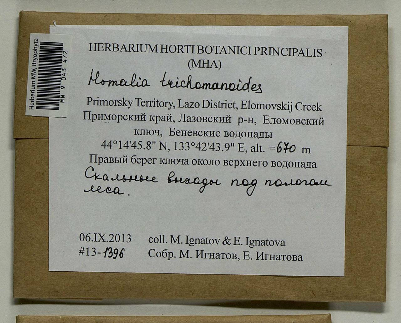 Homalia trichomanoides (Hedw.) Brid., Bryophytes, Bryophytes - Russian Far East (excl. Chukotka & Kamchatka) (B20) (Russia)