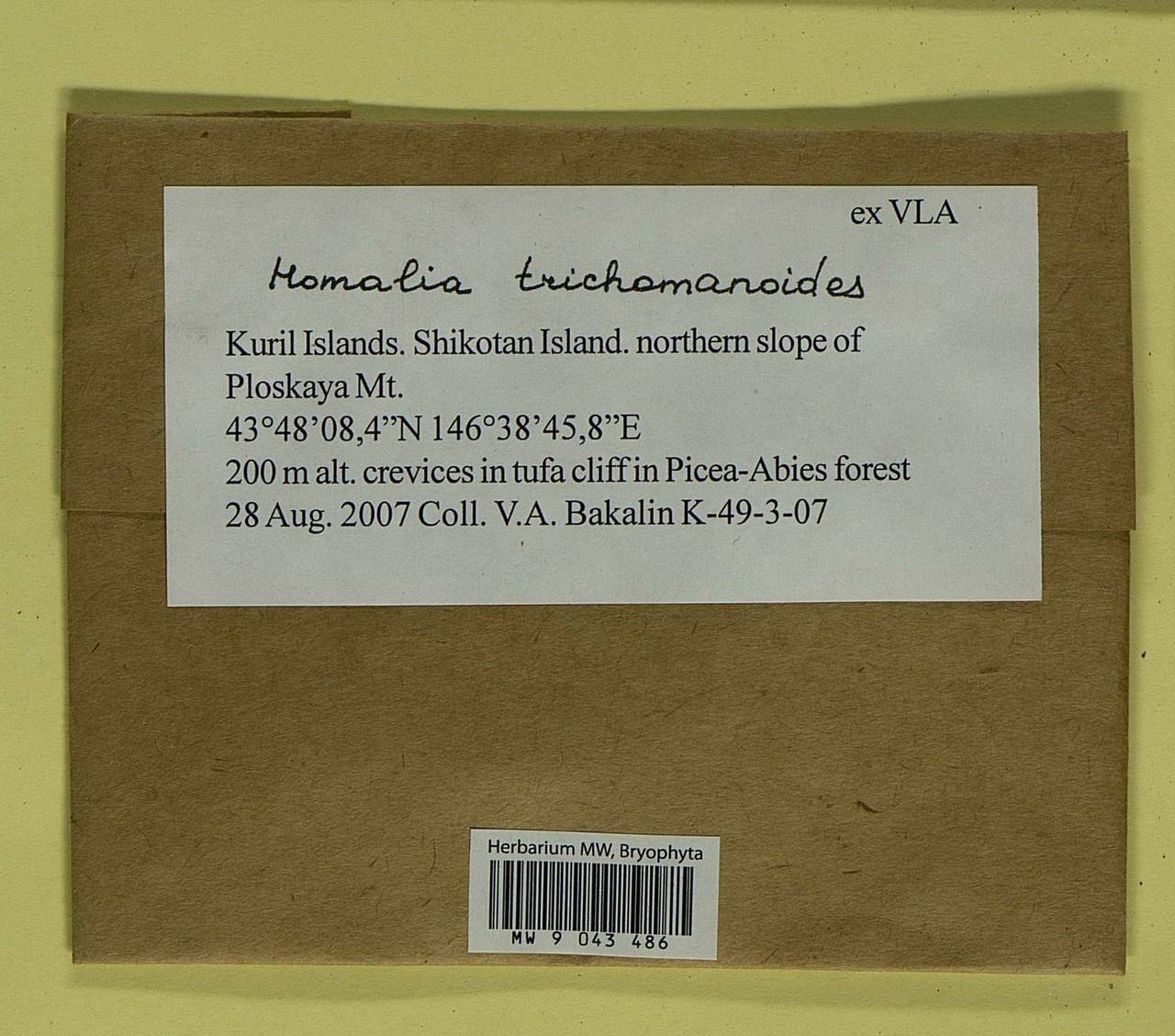 Homalia trichomanoides (Hedw.) Brid., Bryophytes, Bryophytes - Russian Far East (excl. Chukotka & Kamchatka) (B20) (Russia)