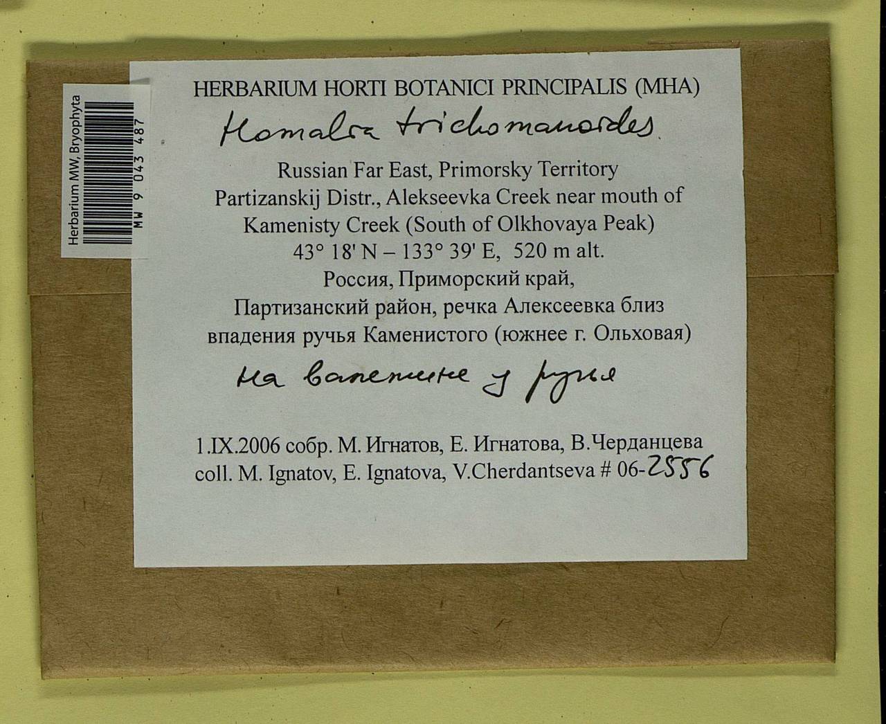 Homalia trichomanoides (Hedw.) Brid., Bryophytes, Bryophytes - Russian Far East (excl. Chukotka & Kamchatka) (B20) (Russia)