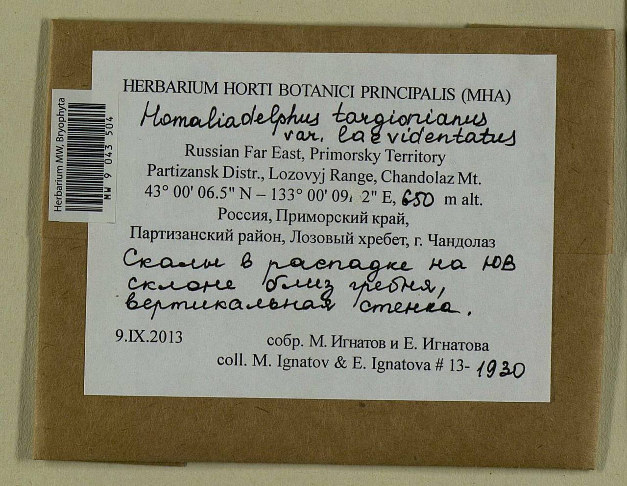 Homaliadelphus targionianus (Mitt.) Dixon & P. de la Varde, Bryophytes, Bryophytes - Russian Far East (excl. Chukotka & Kamchatka) (B20) (Russia)