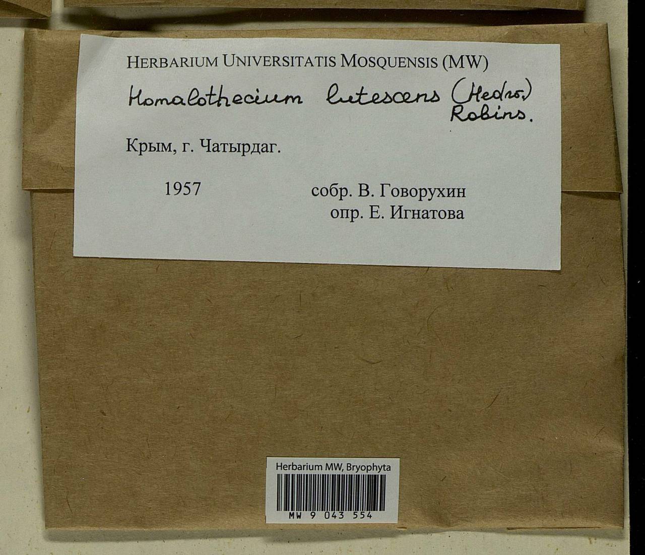 Homalothecium lutescens (Hedw.) H. Rob., Bryophytes, Bryophytes - Crimea (B3a) (Russia)