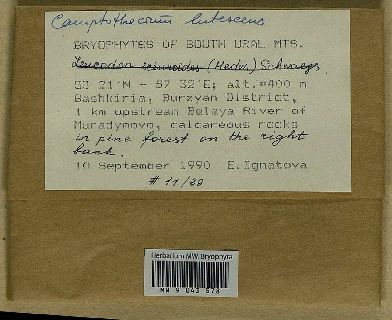 Homalothecium lutescens (Hedw.) H. Rob., Bryophytes, Bryophytes - South Urals (B14) (Russia)