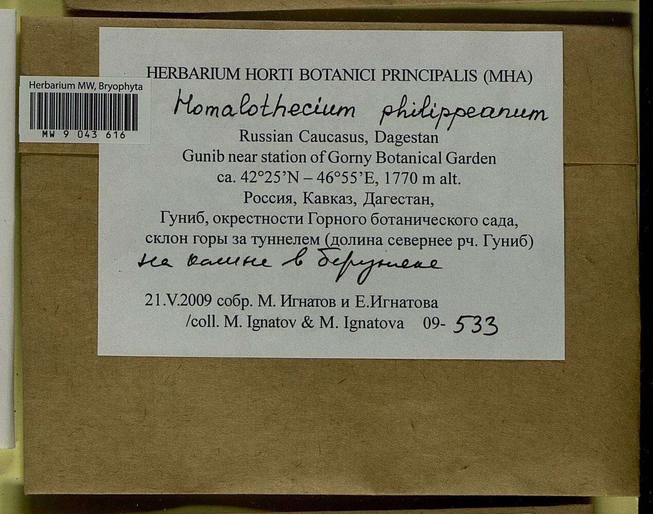 Homalothecium philippeanum (Spruce) Schimp., Bryophytes, Bryophytes - North Caucasus & Ciscaucasia (B12) (Russia)