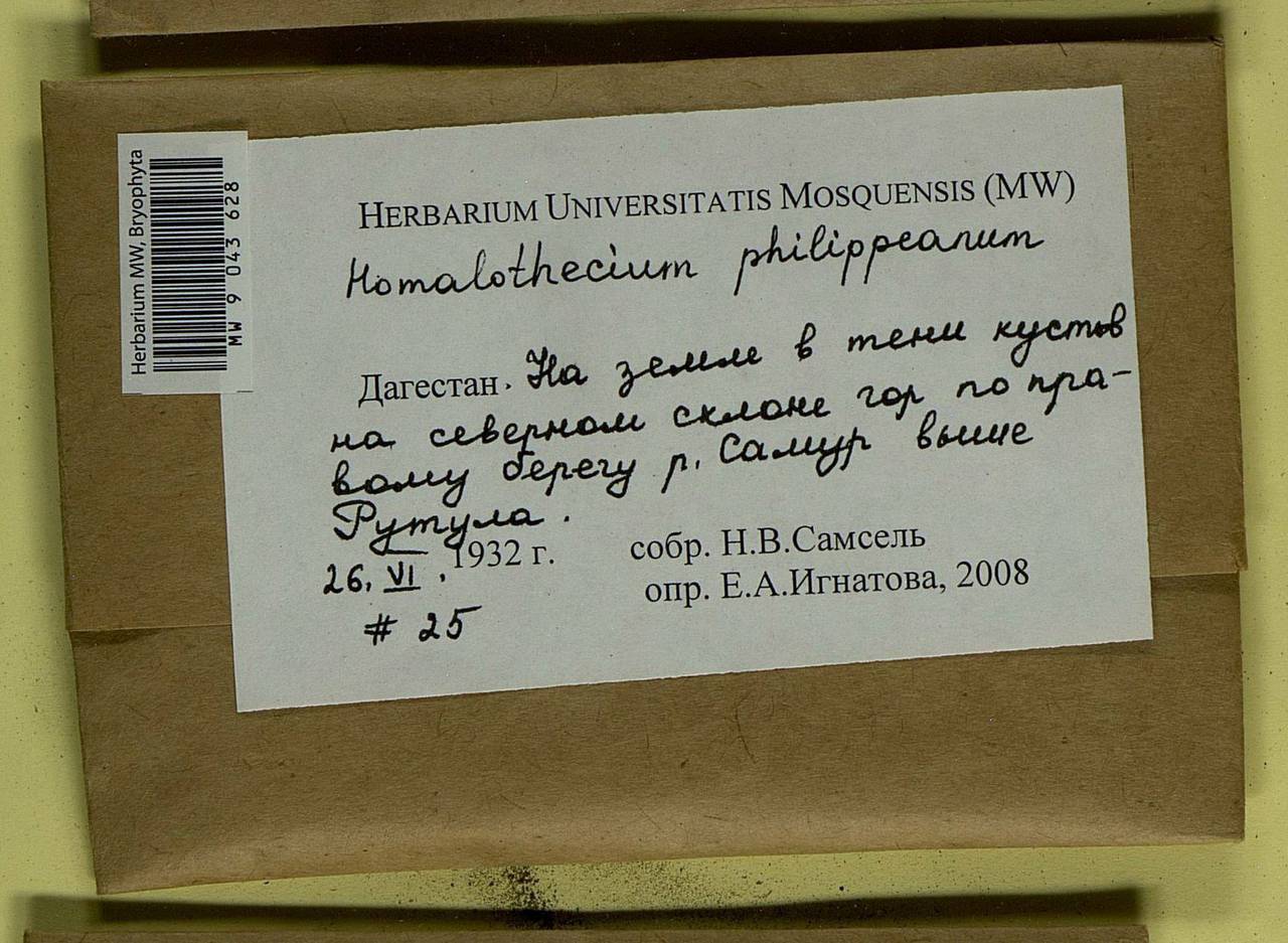 Homalothecium philippeanum (Spruce) Schimp., Bryophytes, Bryophytes - North Caucasus & Ciscaucasia (B12) (Russia)